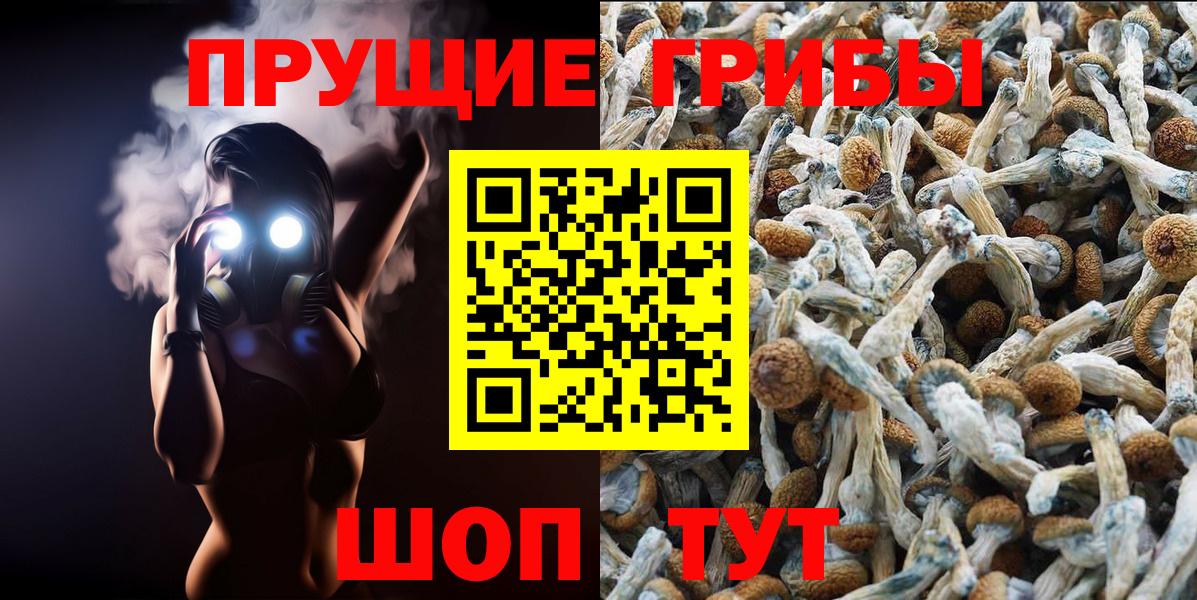 Галлюциногенные грибы Psilocybe Среднеуральск